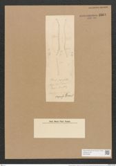 Hantzschia amphioxys var. capensis Grun. (de-Toni-Nr.: Genus 50, Species 2204) Zeichnungen Sammlung Grunow Nr. 4604 (NHMW-BOT-W0372638)